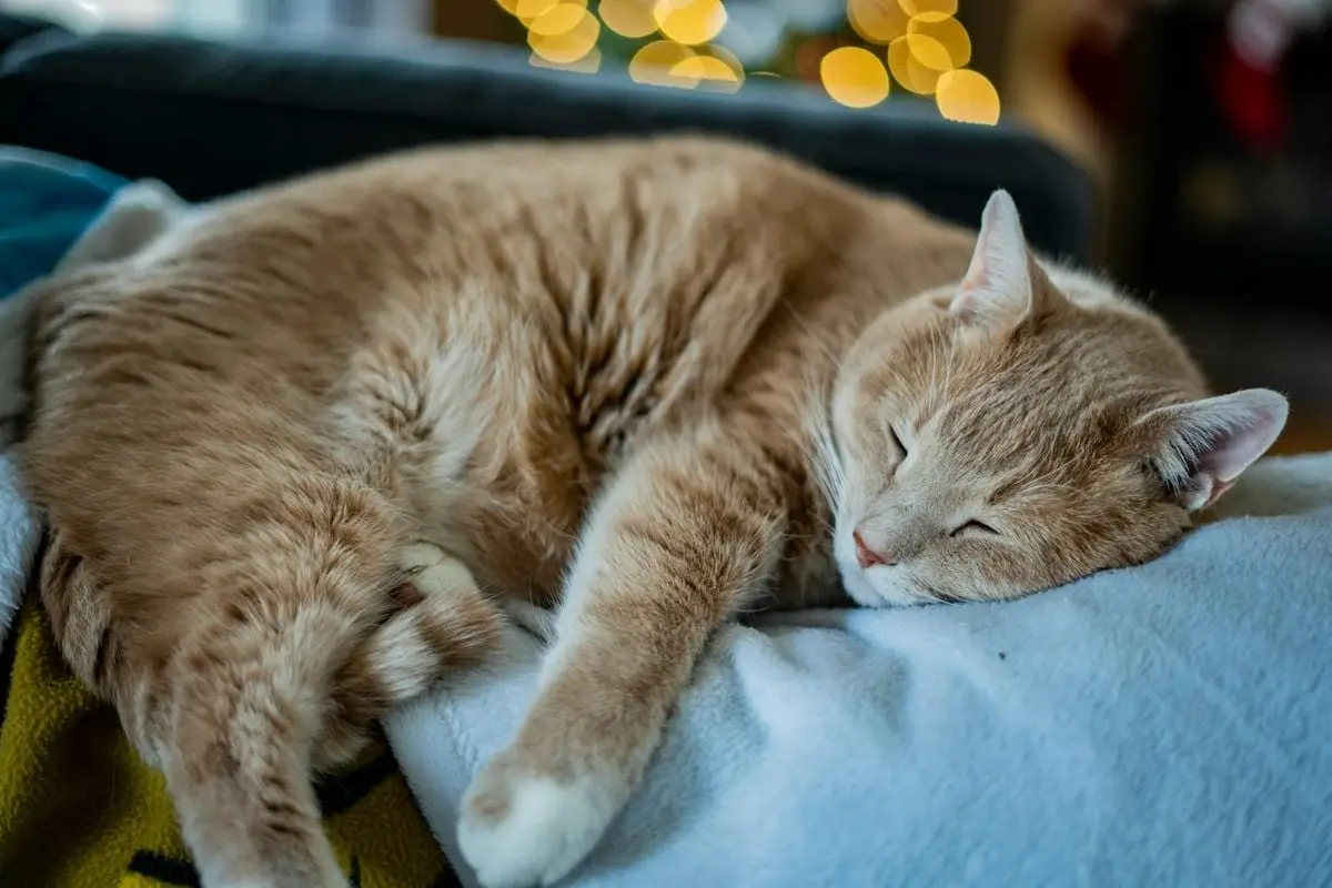 A serene ginger cat peacefully sleeping on a soft blanket with bokeh lights in the background.