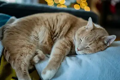 A serene ginger cat peacefully sleeping on a soft blanket with bokeh lights in the background.