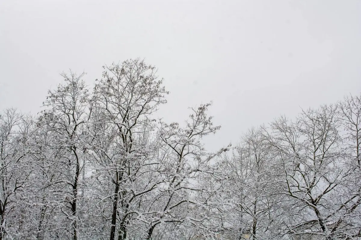 Snow-covered trees under an overcast sky create a serene winter scene.