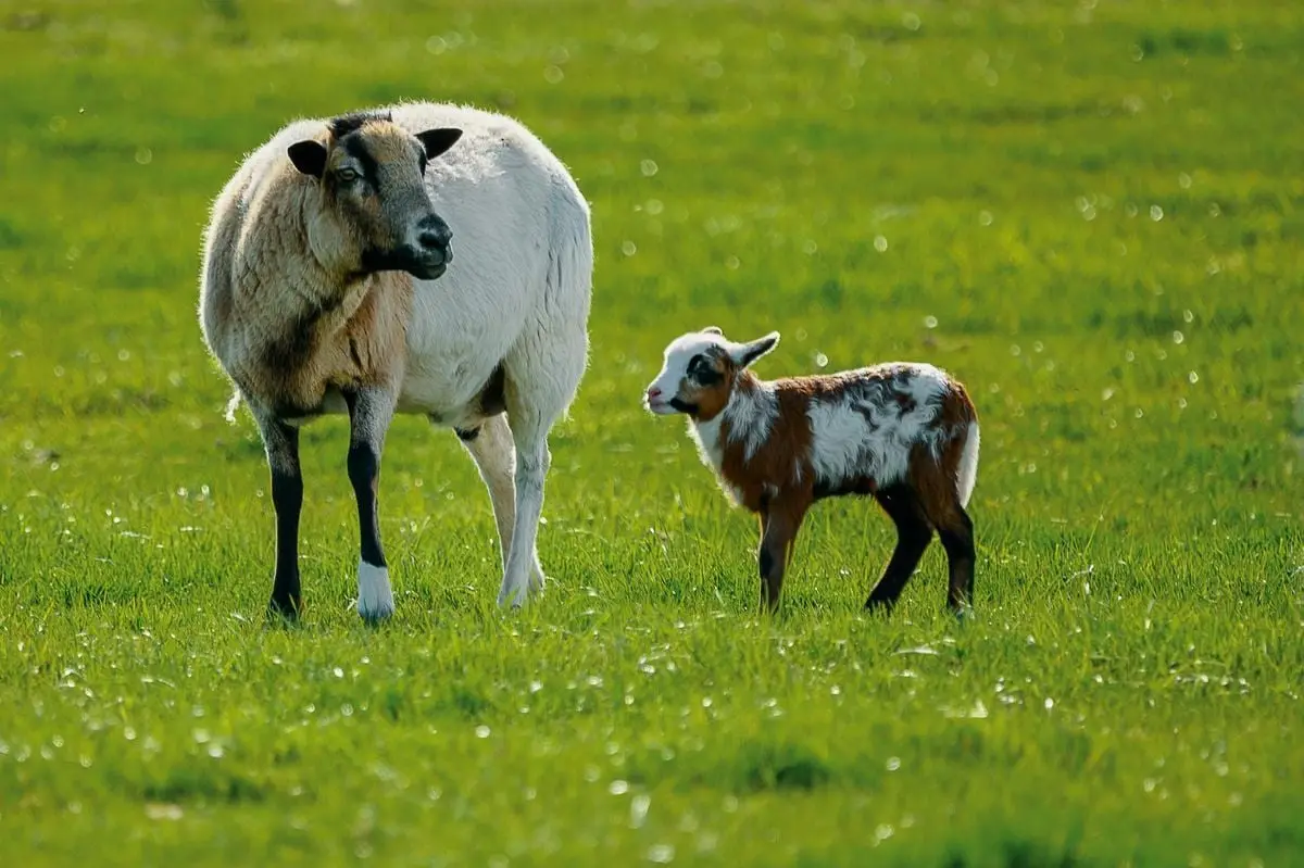 A sheep and lamb standing together on a vibrant green pasture under the bright sunlight.