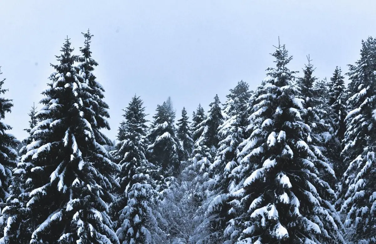A serene winter forest with snow-covered pine trees in Slovakia.