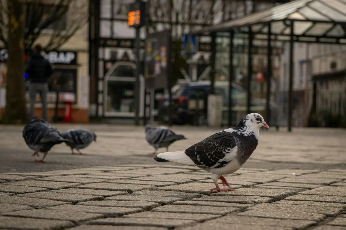 Pigeon walking on cobblestone street in Kamen, Germany with blurred urban background.