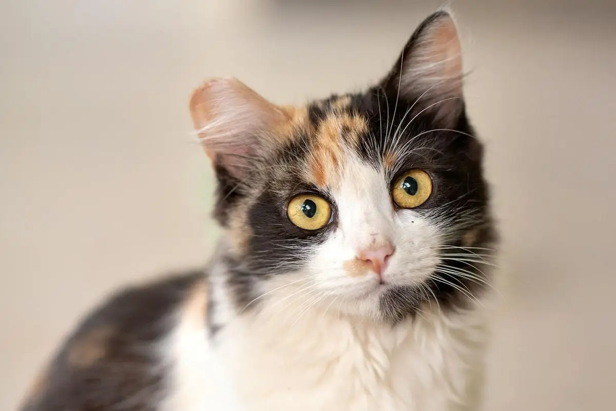 Charming close-up of a calico cat indoors with attentive yellow eyes and soft fur.