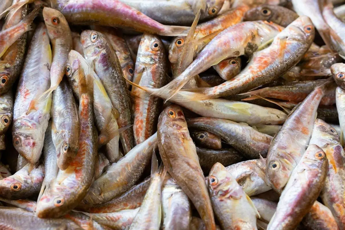 A vibrant close-up of freshly caught fish piled together, capturing the essence of seafood abundance.