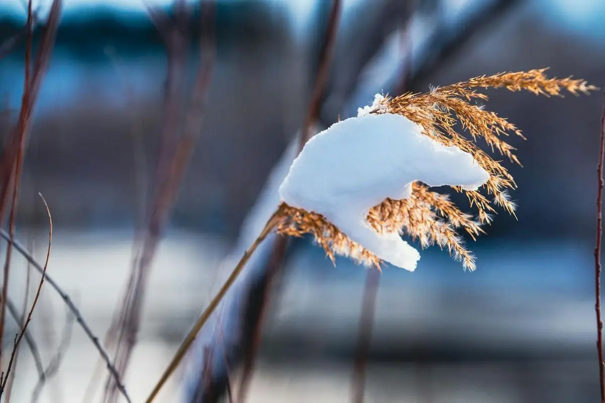 Close-up of snow on dried grass, showcasing a serene winter scene.