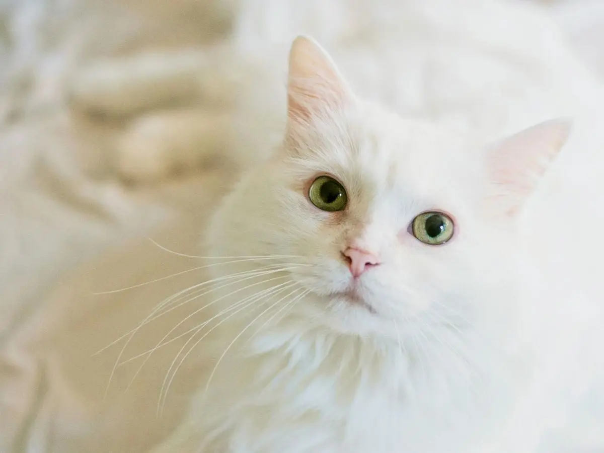 White cat with green eyes, captured in a close-up shot emphasizing its cute and fluffy appearance.