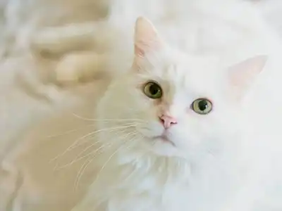 Onur Çimen TRT Kent Radyosu İzmir Doğu Ekspresinde Bir Kedi kitap söyleşisi