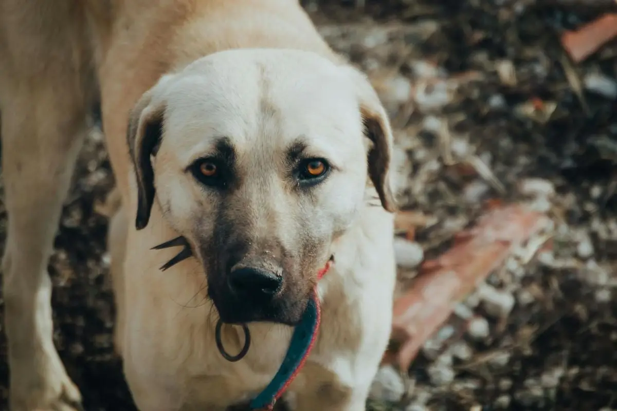 Detailed image of a large dog with expressive eyes and a blue collar.