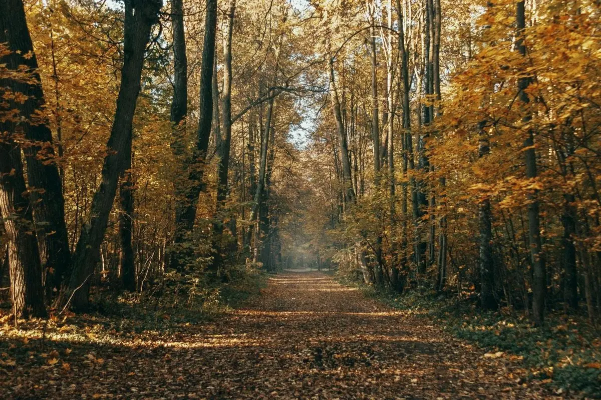 Peaceful forest path surrounded by colorful autumn leaves and tall trees.
