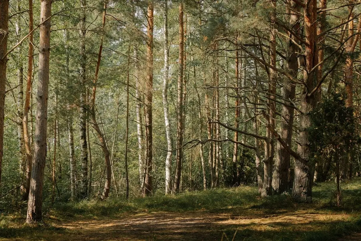 Sunlit pine forest scene capturing tranquility and natural beauty under daylight.