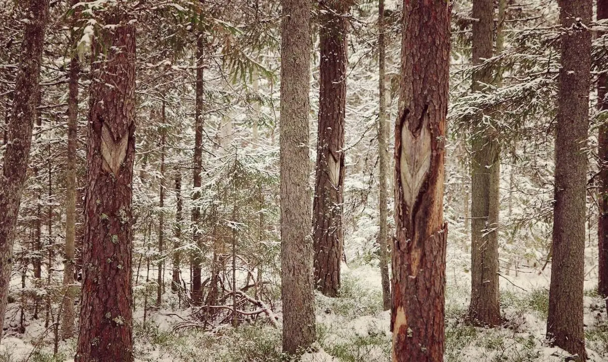 A serene winter forest with snow-covered evergreens and carved tree trunks.