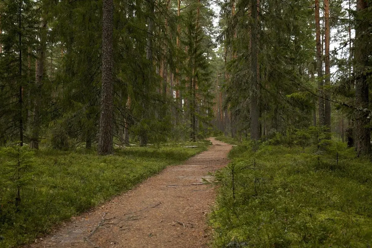 Discover serenity on this lush green forest path surrounded by towering evergreens, offering a peaceful escape into nature.