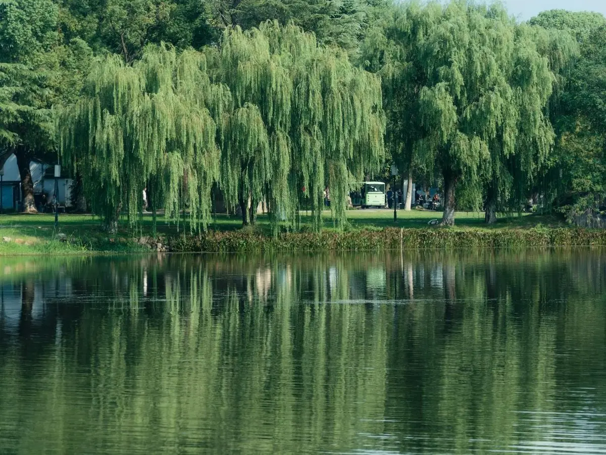 Tranquil scene of willow trees reflected in a calm lake, surrounded by lush greenery.