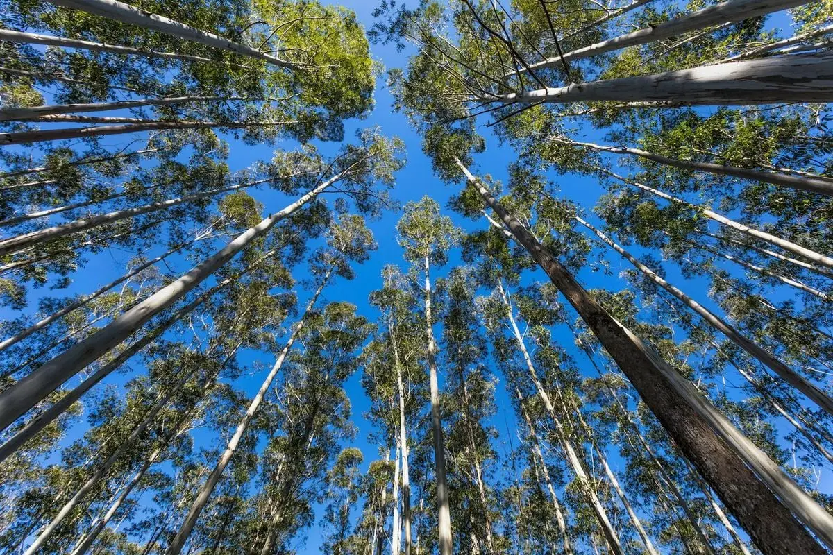 A breathtaking view of towering trees with a clear blue sky above.