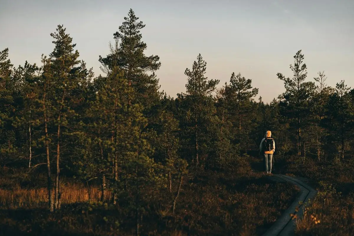 A solitary hiker walks along a peaceful forest path surrounded by lush green trees during sunset.