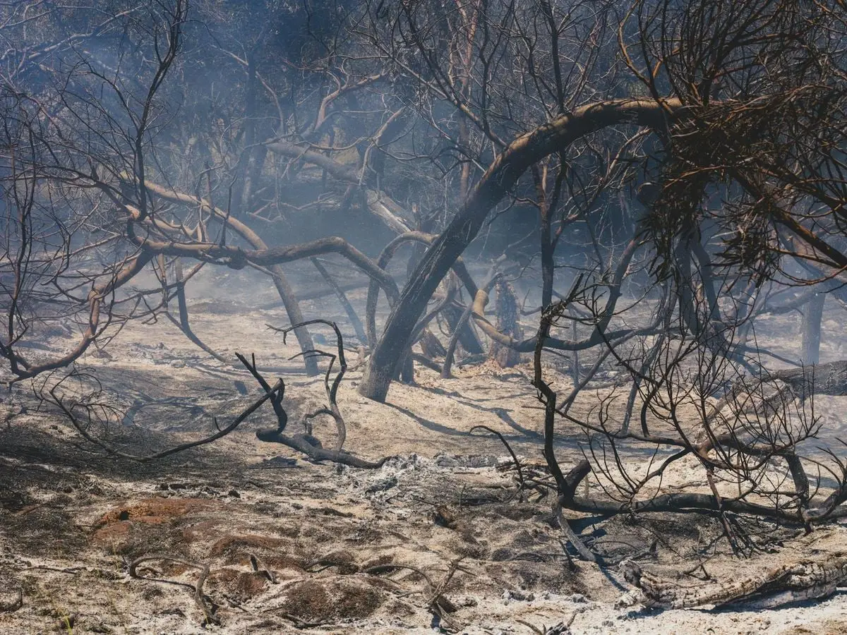 Captured aftermath of a forest fire with charred trees and ash-covered ground, highlighting nature's vulnerability.