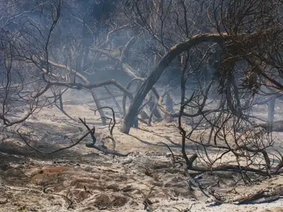 Captured aftermath of a forest fire with charred trees and ash-covered ground, highlighting nature's vulnerability.