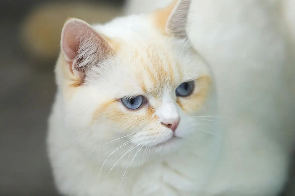 Charming close-up of a white cat with striking blue eyes and soft fur.