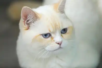 Otobüse Kaçak Binen Kedi İlgi Odağı Oldu