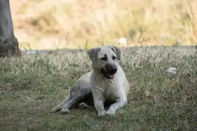 Otomobil Yanarak Kullanılamaz Hale Geldi