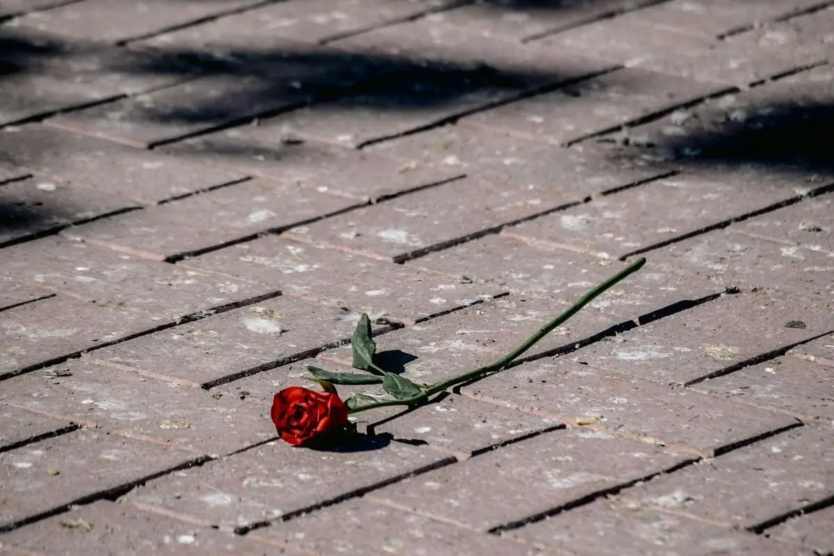 A single red rose lies on a sunlit brick pathway, casting a shadow.