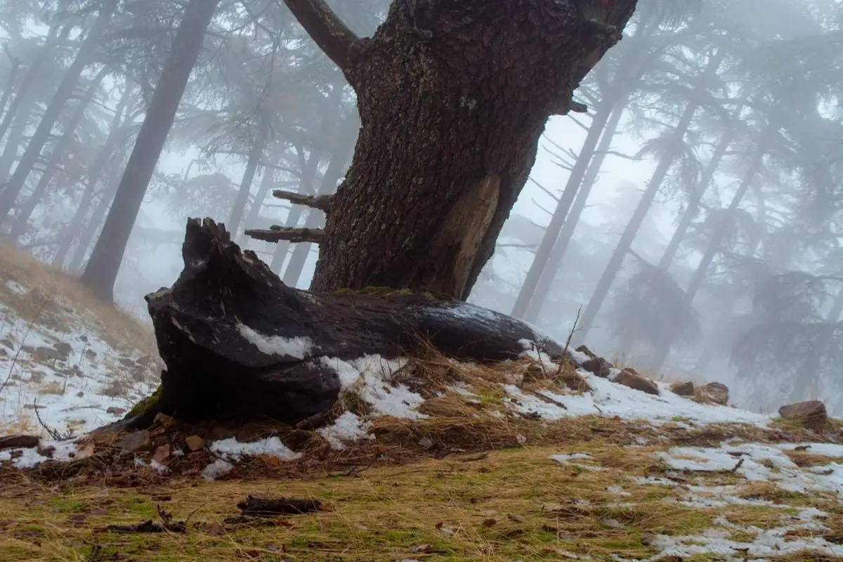 A serene misty forest with snow-dusted trees creating a tranquil winter scene.