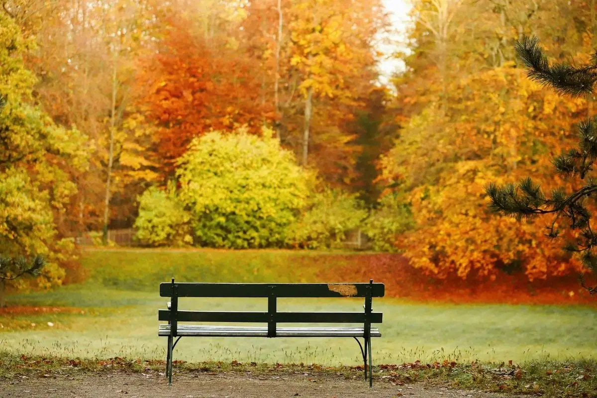 A peaceful park bench amidst vibrant autumn foliage in Calden, Hessia, Germany.
