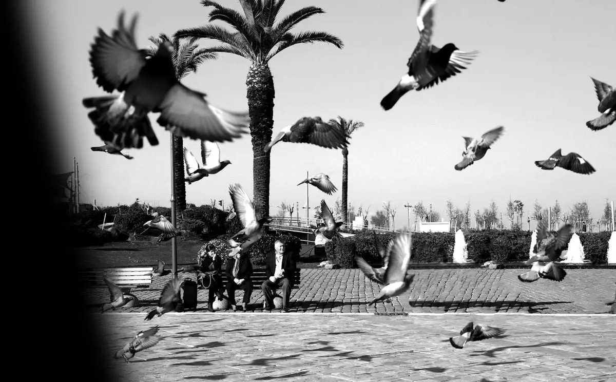 A serene urban park scene with pigeons in flight and people sitting on a bench.