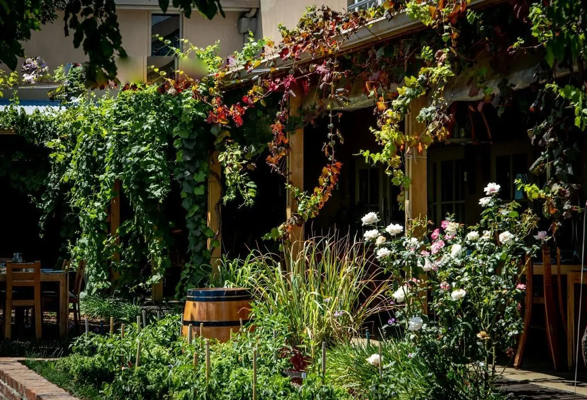 A vibrant garden terrace at a Cape Town restaurant draped in lush vines and blooming flowers.