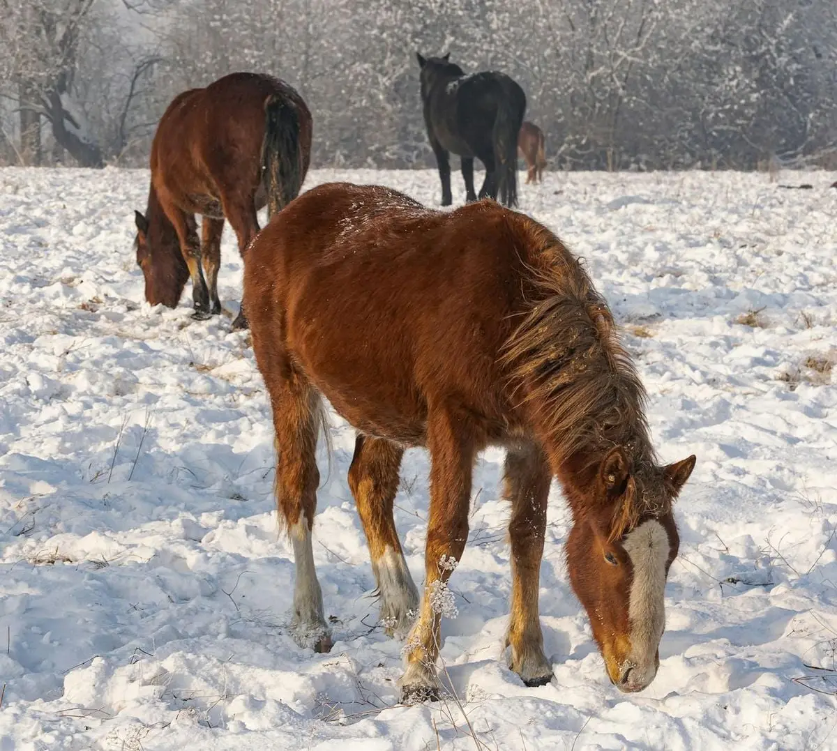 Peaceful scene of horses grazing on a snow-covered field in Russia.