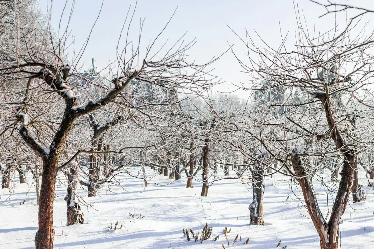 A serene winter orchard with snow-covered branches under clear blue sky.