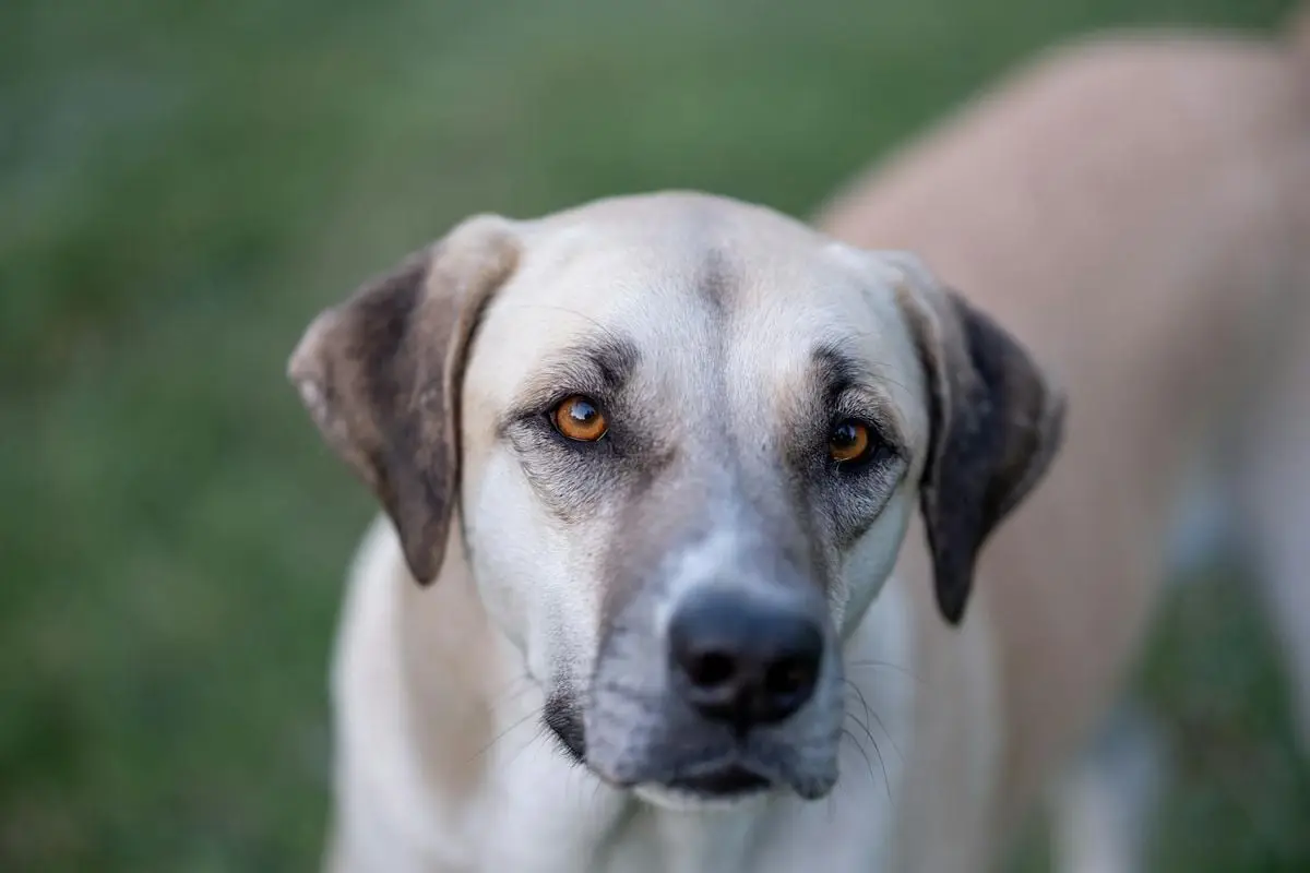 Portrait of a tan dog with amber eyes standing outdoors, emphasizing its expressive gaze.