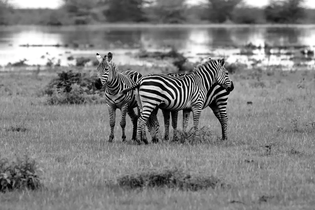Black-and-white image of zebras grazing in a lush Tanzanian field by water.