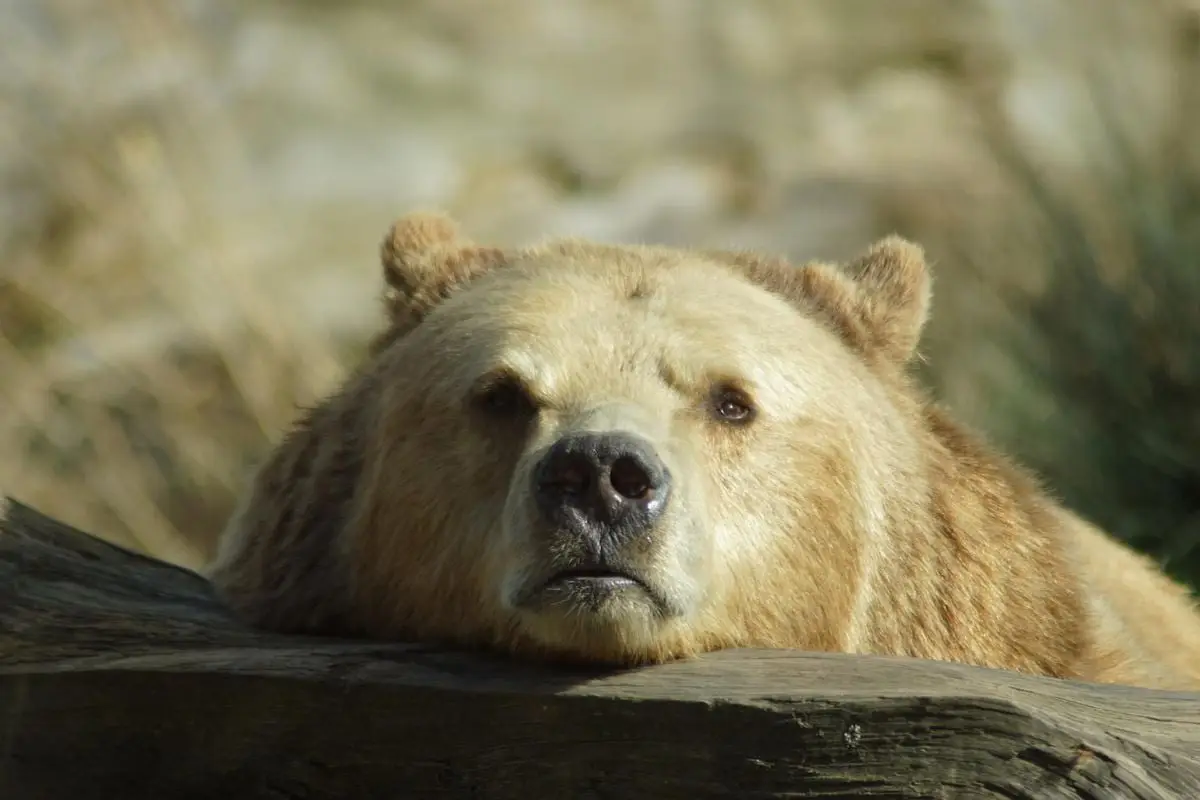 A detailed close-up of a grizzly bear resting its head on a log, showcasing its fur and features.