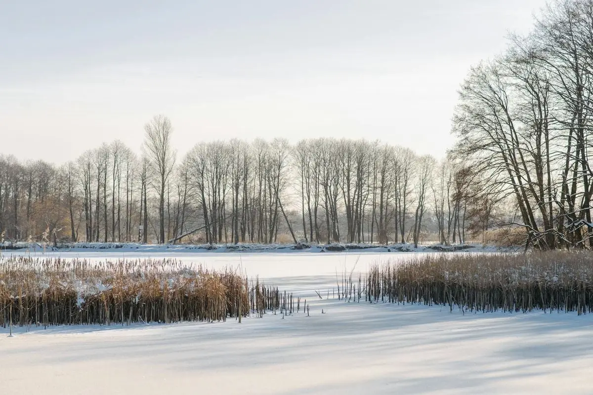 Charming winter landscape featuring a frozen pond surrounded by bare trees and snow-covered reeds.