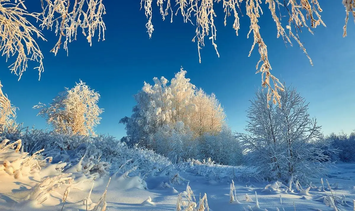 Snow-covered trees glisten under a clear blue sky in Ukhta, Russia, capturing serene winter beauty.