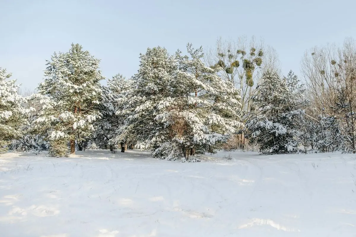Tranquil winter landscape with snow-covered trees and bright daylight. Perfect for nature enthusiasts.