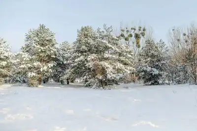 Şefika Karpuzcu vefat etti