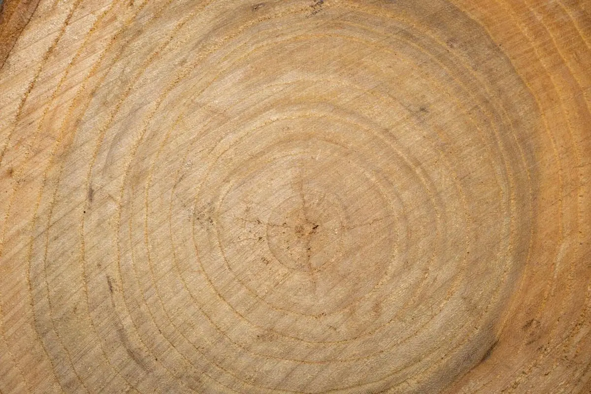 A detailed close-up of tree rings, highlighting natural patterns and growth history.