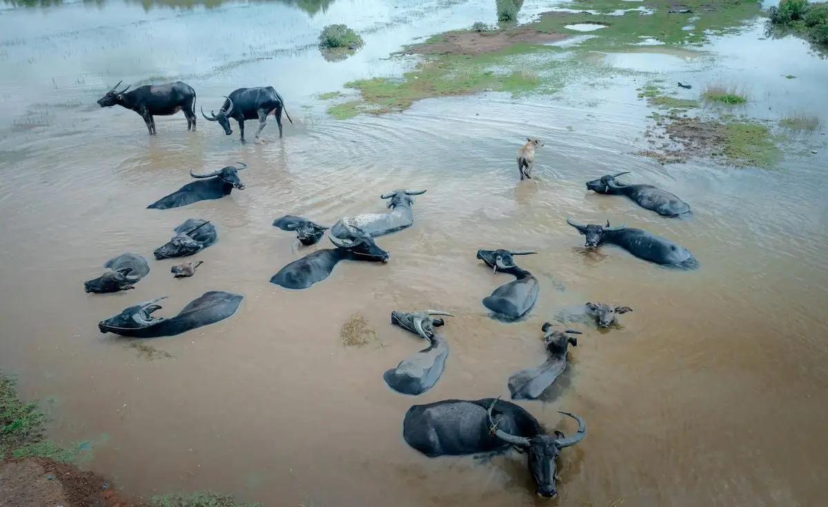 Aerial view of a buffalo herd relaxing in a shallow river, showcasing natural wildlife behavior.