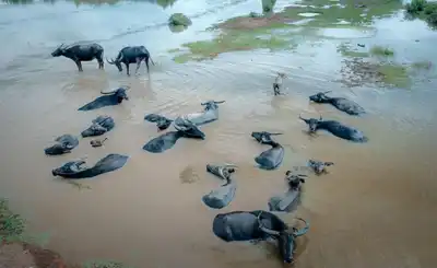 Aerial view of a buffalo herd relaxing in a shallow river, showcasing natural wildlife behavior.