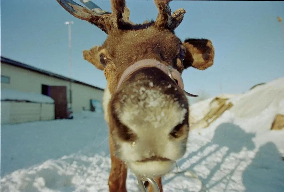A curious reindeer looks up in a snowy winter landscape, showcasing its expressive features.