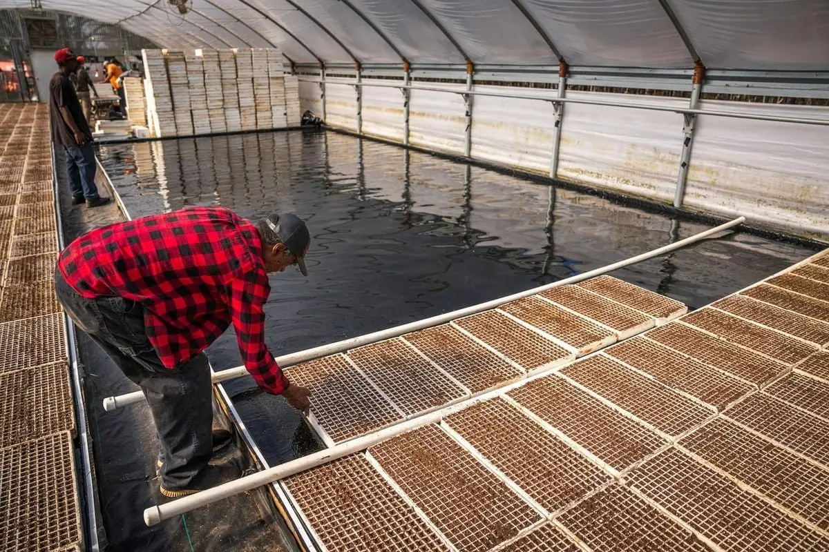 Man in red plaid shirt arranging trays in a greenhouse oyster farm.