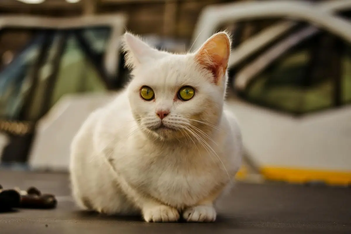 Charming white domestic cat with striking green eyes in a curious pose indoors.