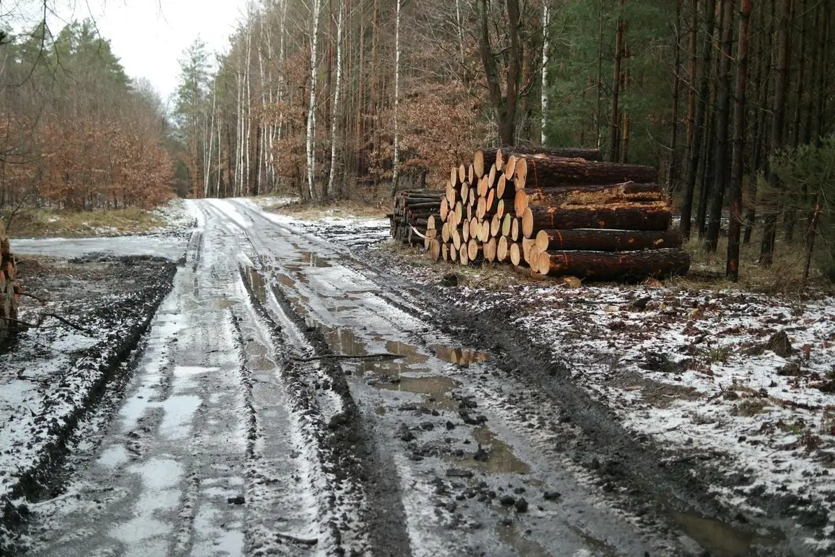 A muddy forest road lined with stacked logs, depicting winter's touch on nature.