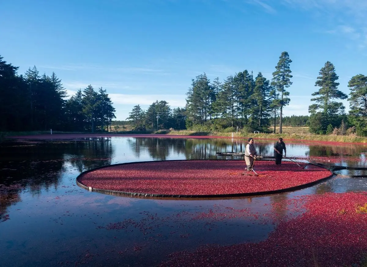 Men harvesting cranberries in a water-filled bog under a clear sky, surrounded by trees.