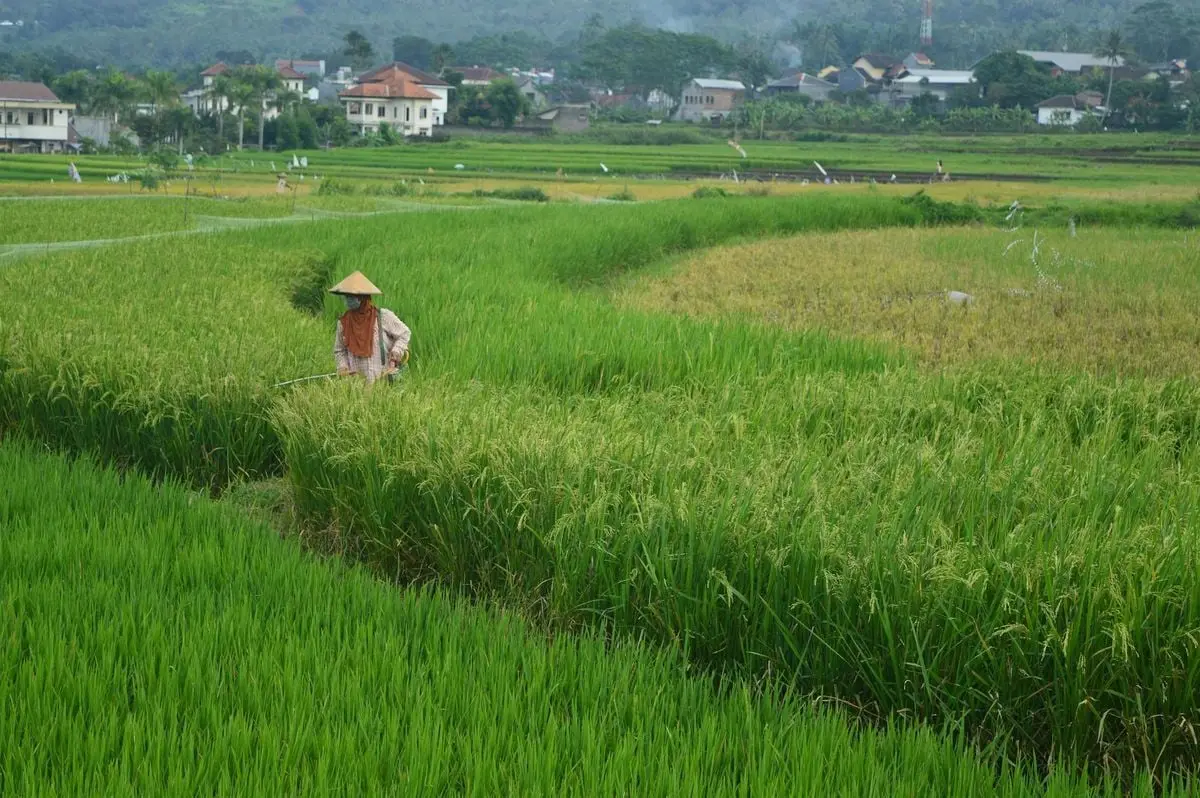 Indonesian farmer tending rice fields, showcasing rural agriculture and scenic landscapes.