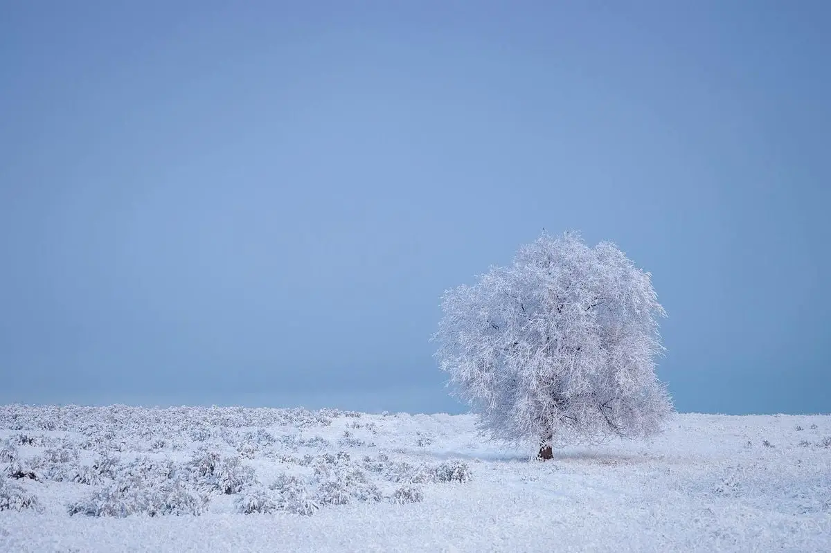 A solitary tree covered in frost stands in a snowy winter landscape, evoking tranquility.
