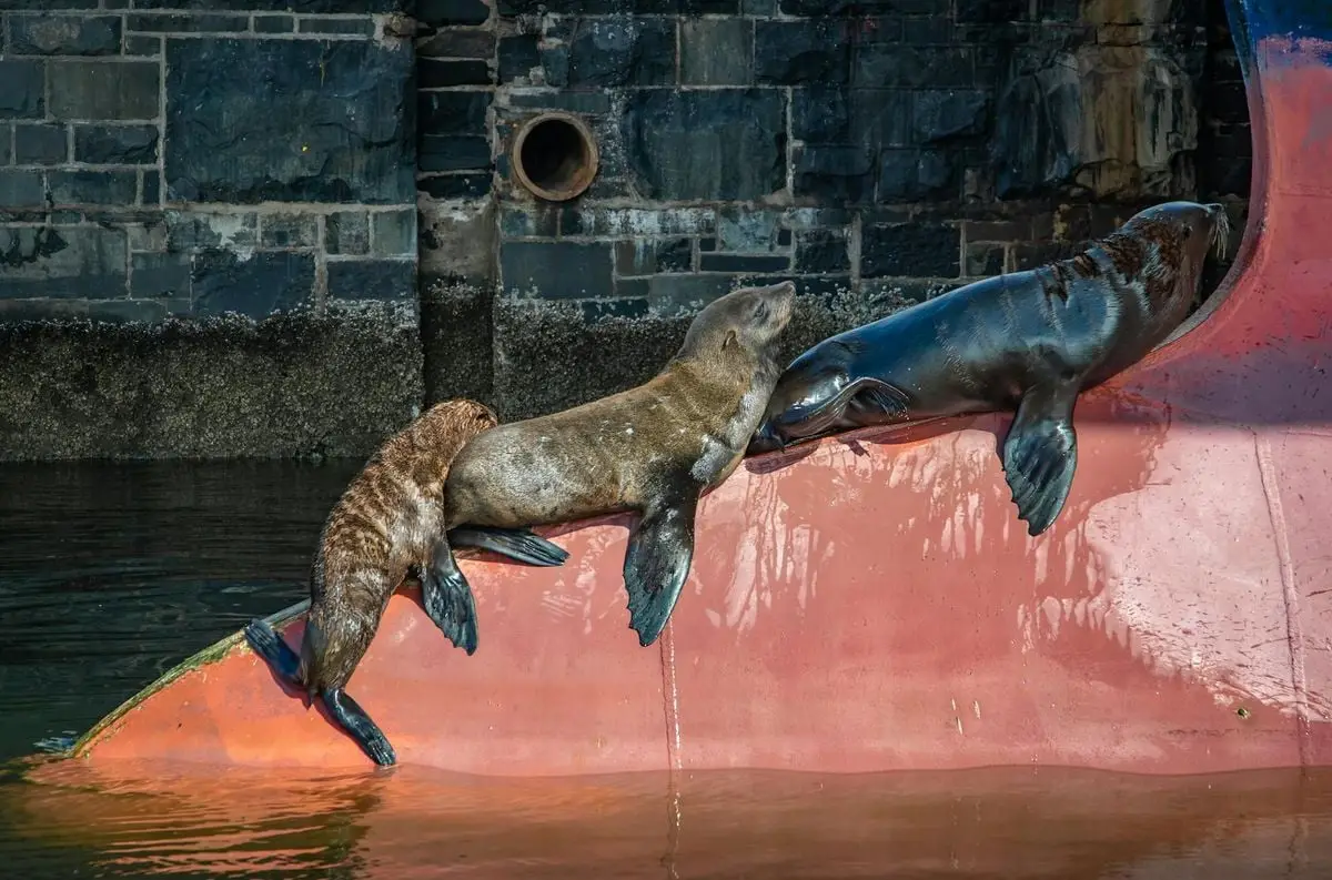 Three seals resting on a dock in Cape Town harbor under daylight.