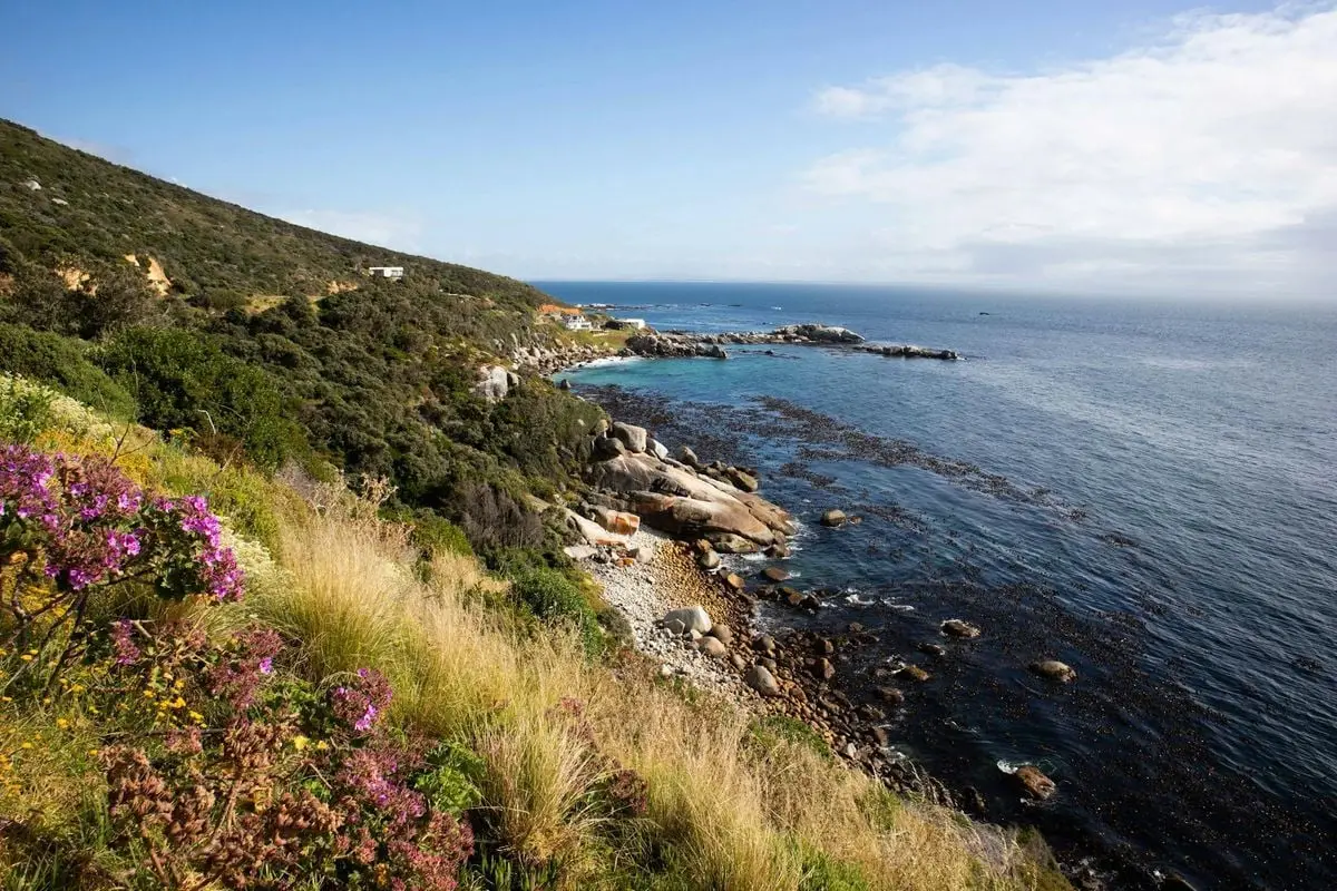 Vibrant coastal view of Cape Town with pink flowers and rocky shore